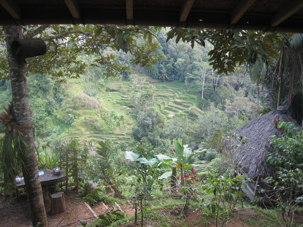 Luwak Coffee Plantation, Ubud, Bali