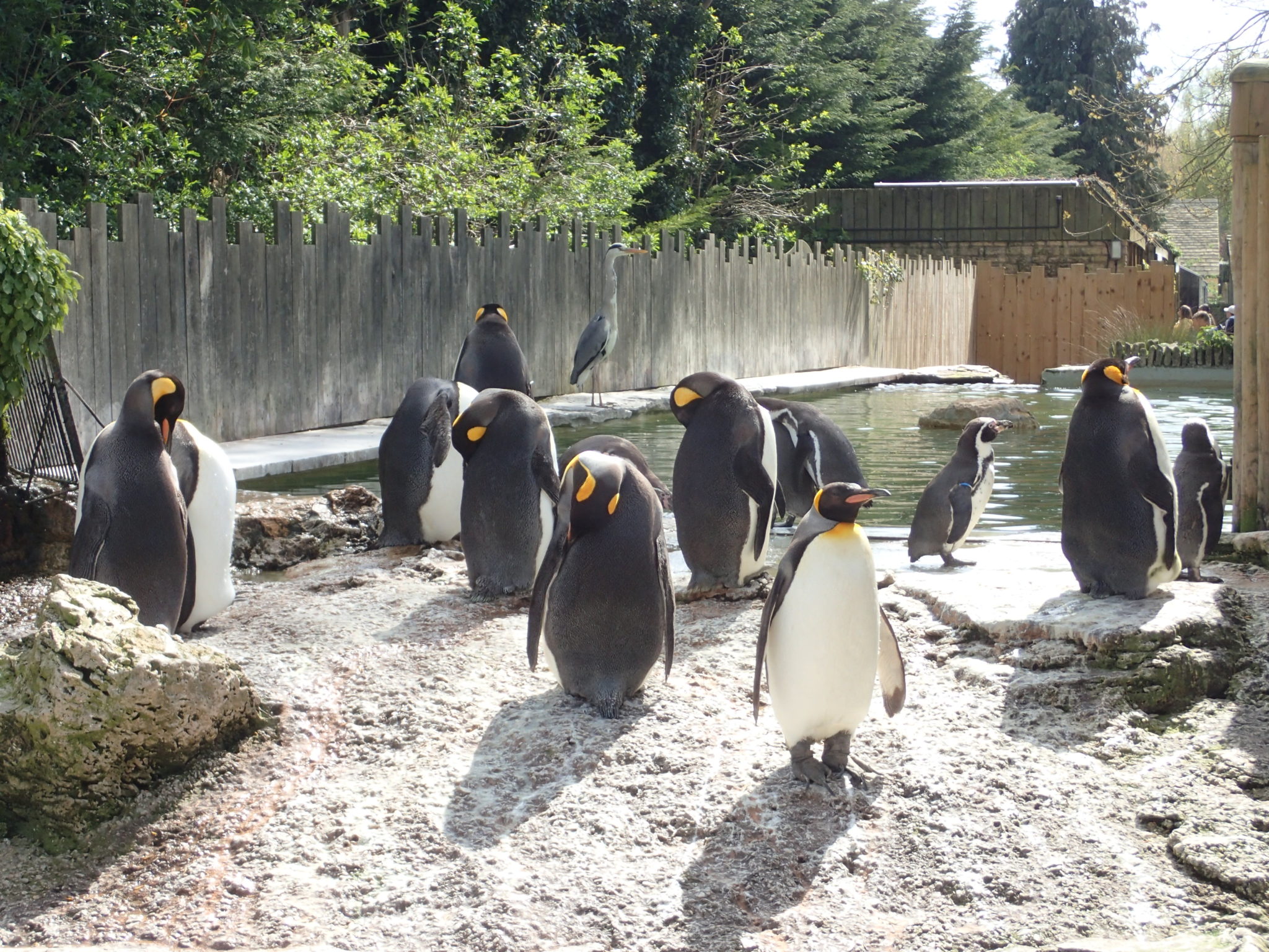 Penguins at Birdland in the Cotswolds, great day out with the kids