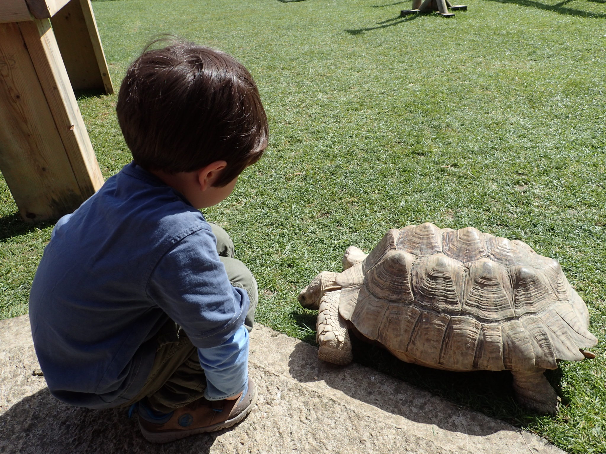 Giant Tortoise at Birdland, Cotswolds Day Out with the Kids