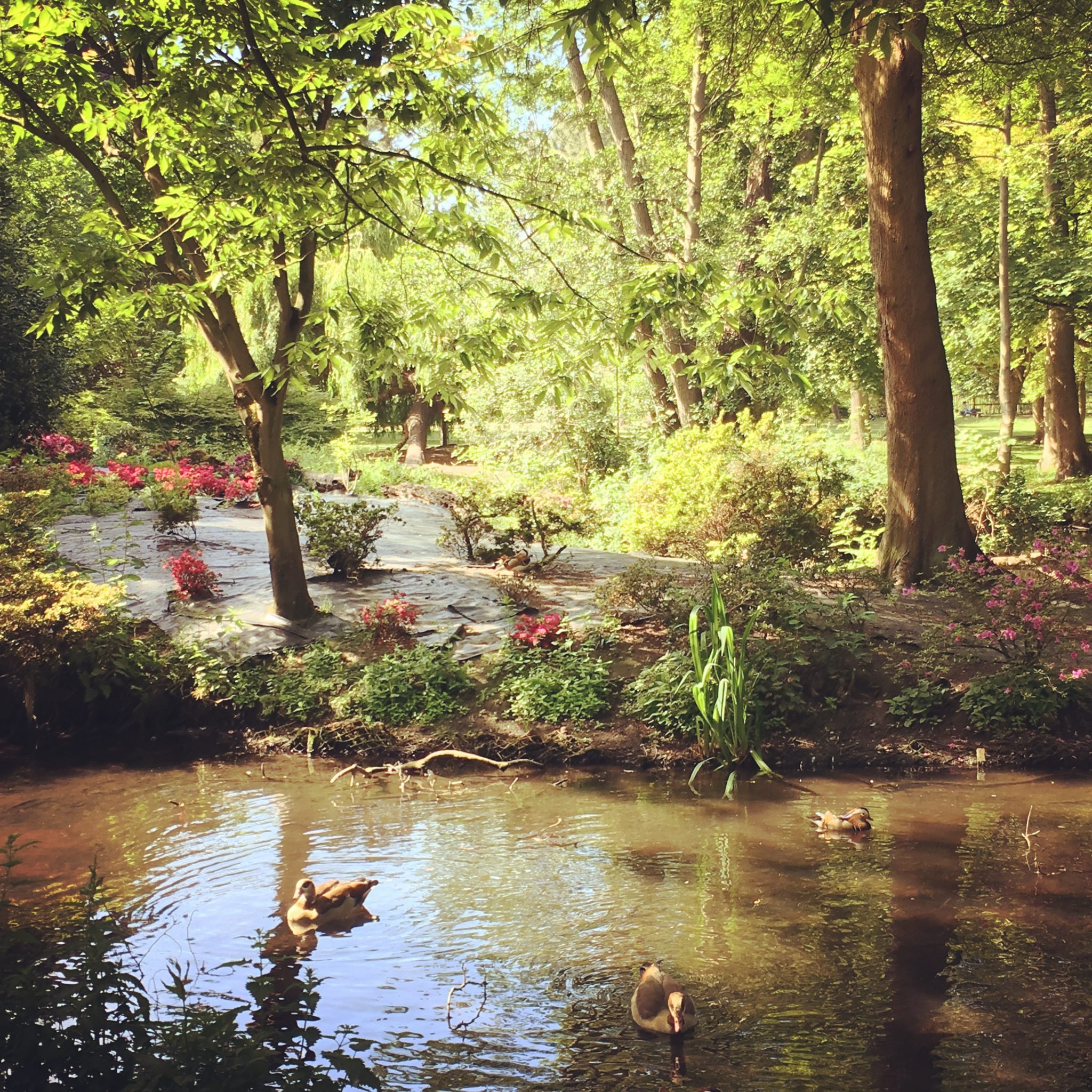 Bathing ducks in the shade at London's Bushy Park